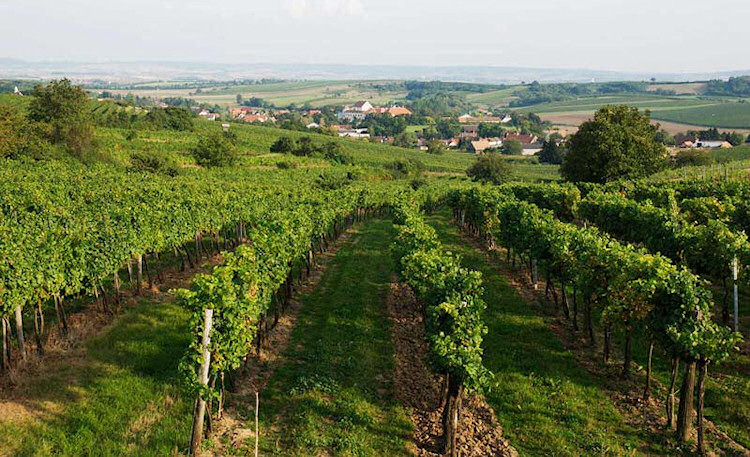 Vineyards in Lower Austria